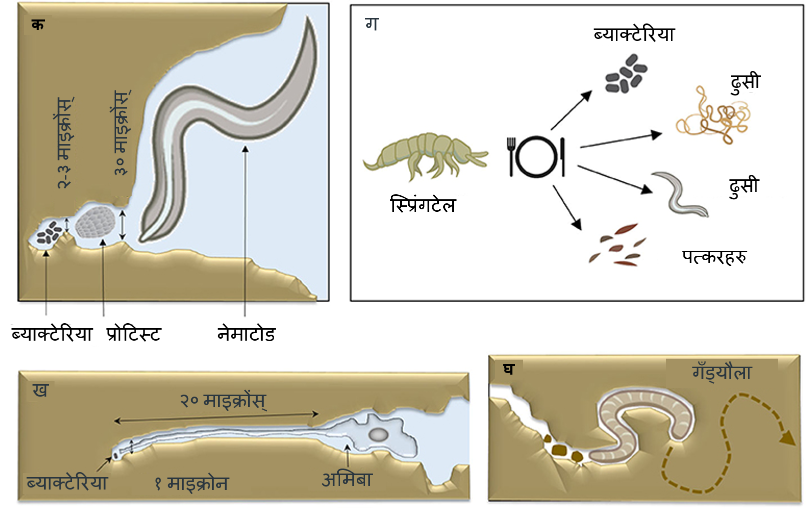 चित्र ३: जनावरहरूले अँध्यारो माटोमा खाना खाने कठिनाइसँग सामना गर्ने तरिकाहरूको विकास गरिसकेका ?