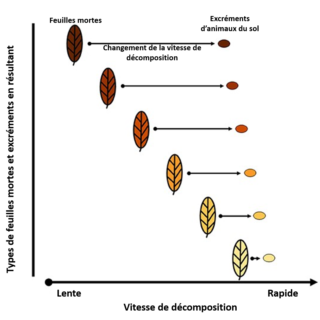 Figure 3 : Les animaux du sol ont développé certaines techniques pour parvenir à se nourrir malgré l’obscurité.