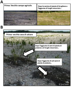 Figura 2: Esempi di risultati di progetti di ripristino ambientale che utilizzano funghi micorrizici.