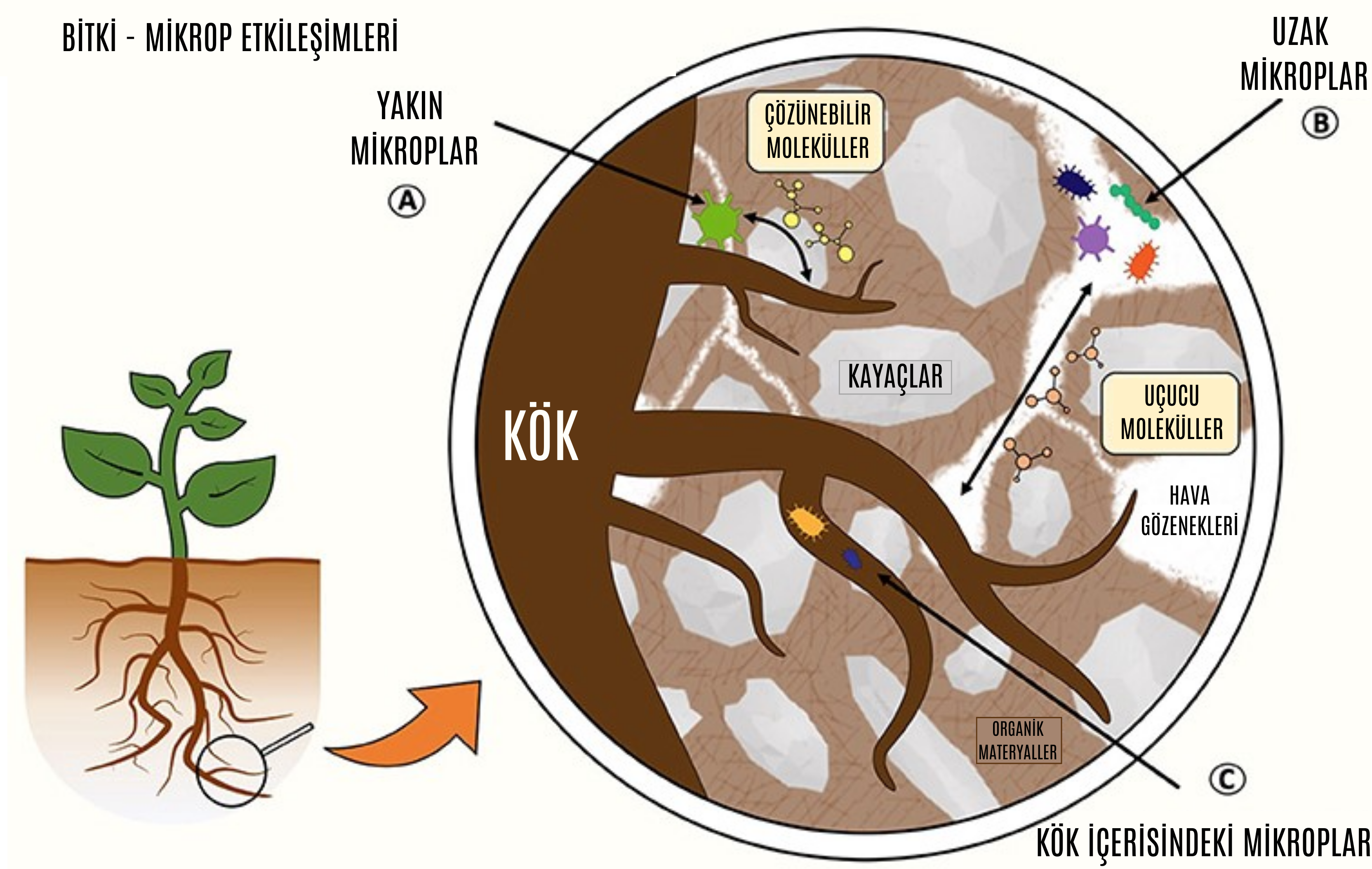 Figür 1 : Rizosferdeki bitki-mikrop etkileşimi. Üç farklı çeşit etkileşim tipini göstermektedir
