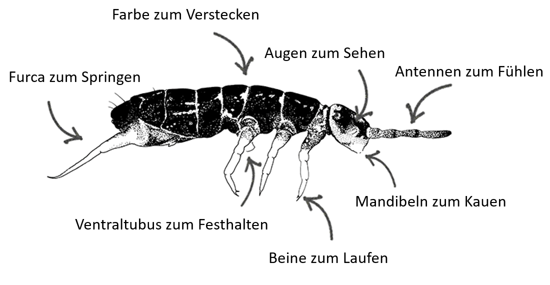 Abbildung 3: Wie ist ein Springschwanz aufgebaut?