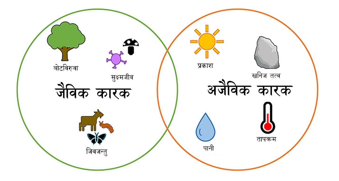 चित्र ३ - वातावरणमा अन्तरक्रिया गर्ने महत्त्वपूर्ण जैविक तथा अजैविक तत्वहरू। यी तत्वहरूले बिरु?