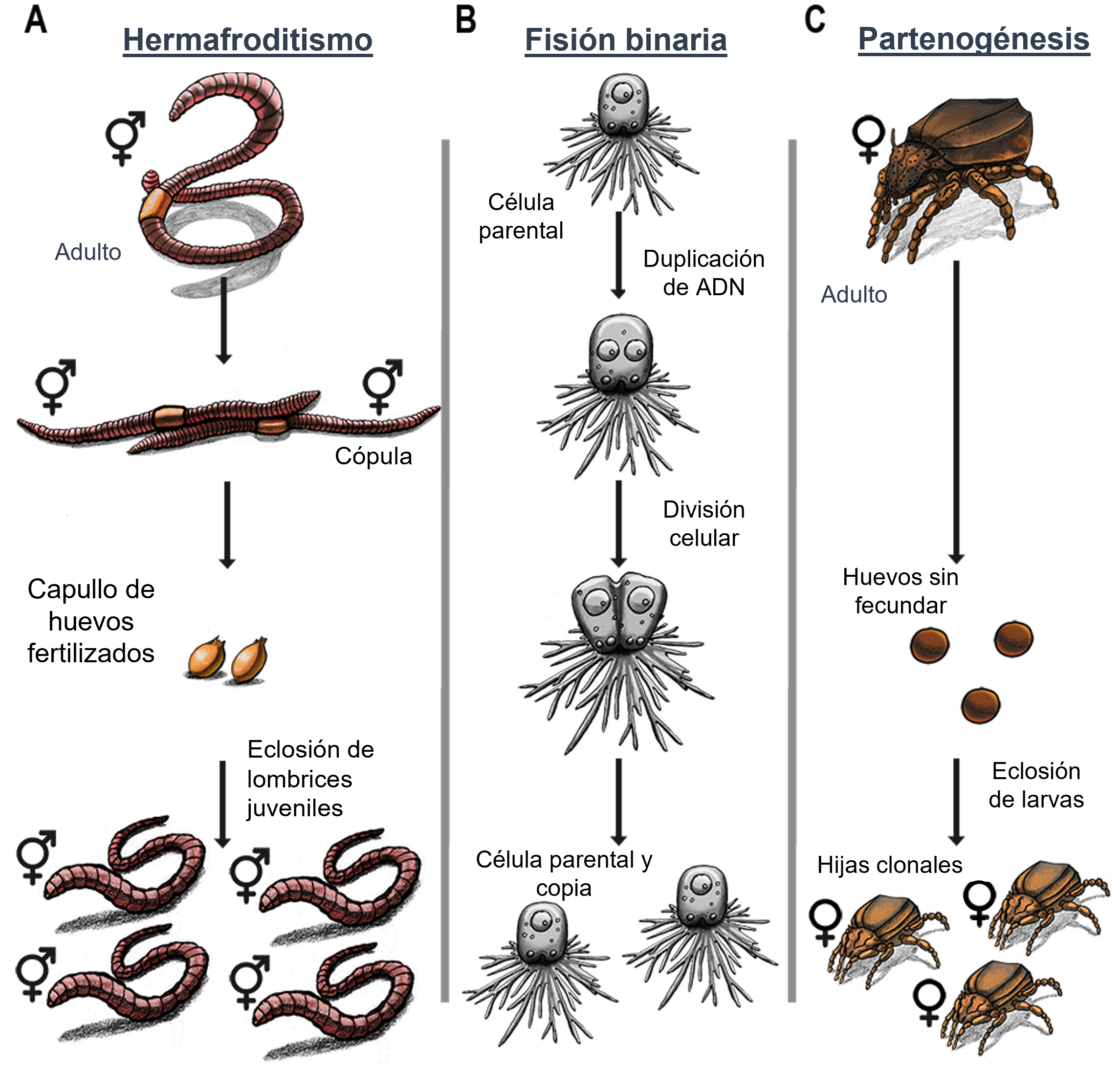 Figura 1: Hay tres tipos principales de lombrices de tierra, llamados ecotipos: endogeas, anécicas y epigeas.
