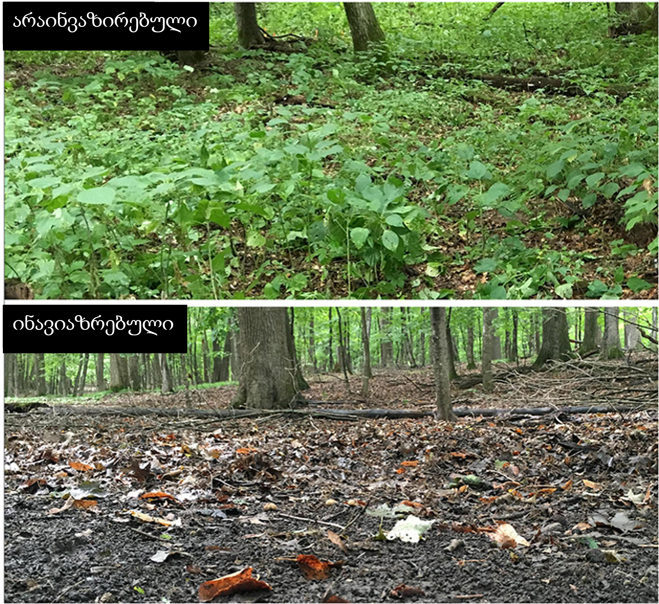 Figura 3: Exemple extrem de les possibles conseqüències de la invasió de cucs de terra en un bosc d’auró de sucre a Minnesota, EUA.