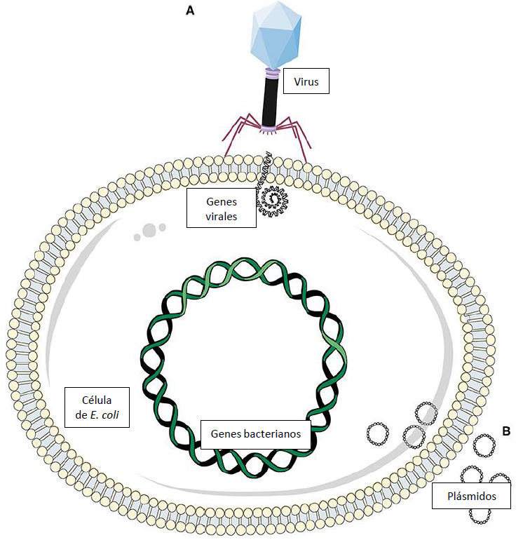 Figura 1: Los microorganismos, incluyendo las bacterias, a diferencia de la mayoría de otros organismos, pueden modificar sus genes.