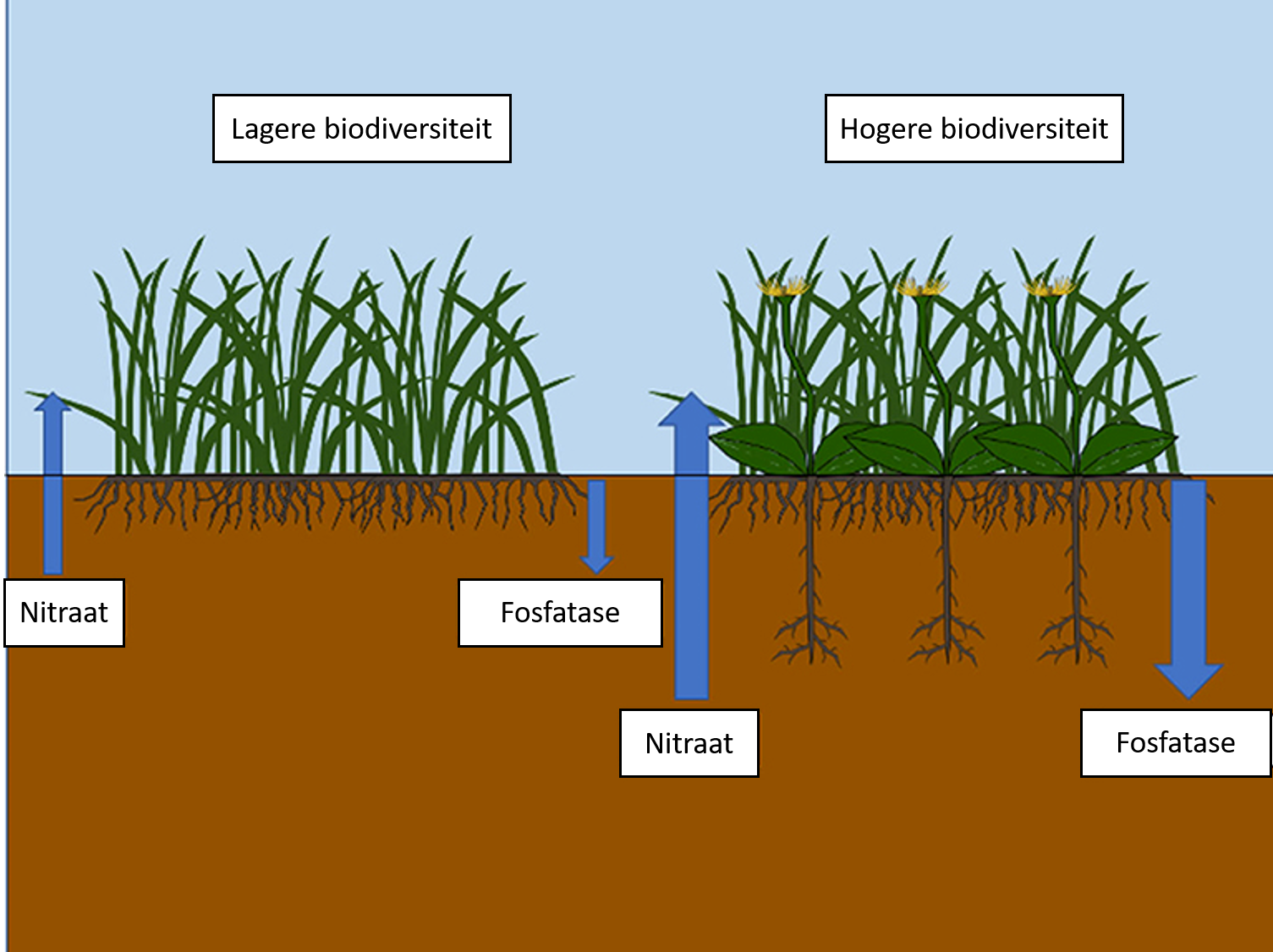 Figuur 1: Complementariteit tussen wortelsystemen in bodemsystemen met een hogere biodiversiteit leidt tot een efficiëntere nutriëntencyclus.