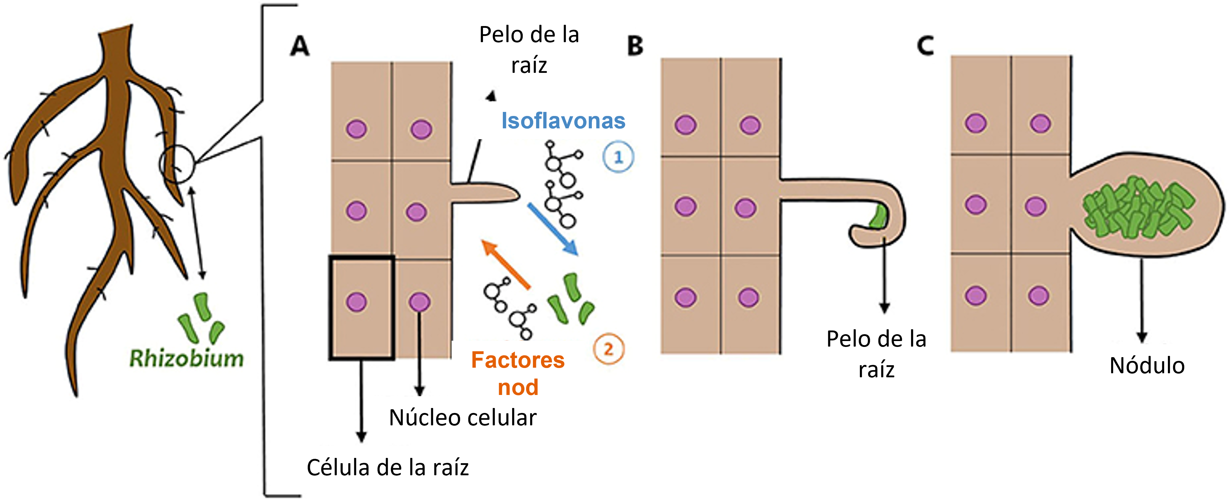 Figura 2: El efecto de las interacciones planta-Rhizobium en la estructura de la raíz.