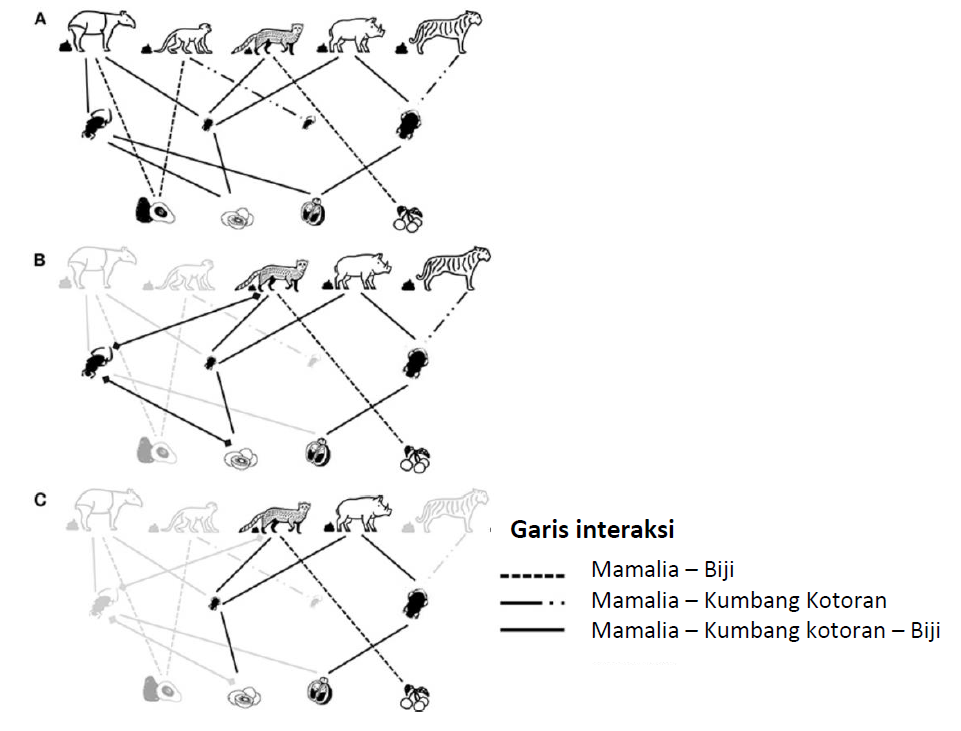 Gambar 3: Interaksi sederhana antar hewan mamalia, kumbang kotoran, dan biji pada (A) ekosistem yang tidak terganggu, (B) ekosistem dengan gangguan atau fragmentasi sedang, dan (C) ekosistem dengan terganggu atau fragmentasi tinggi. Kehilangan spesies dan