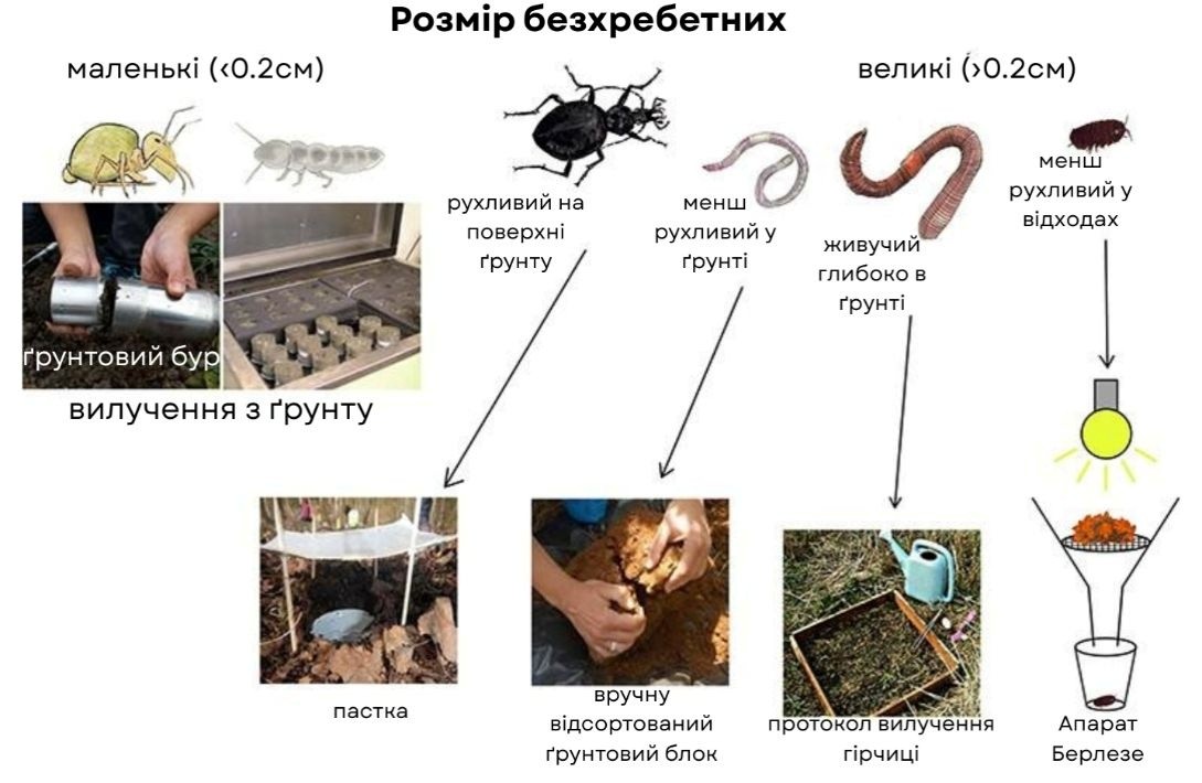 Рисунок 1: Методи відбору проб і вивчення безхребетних ґрунту.
