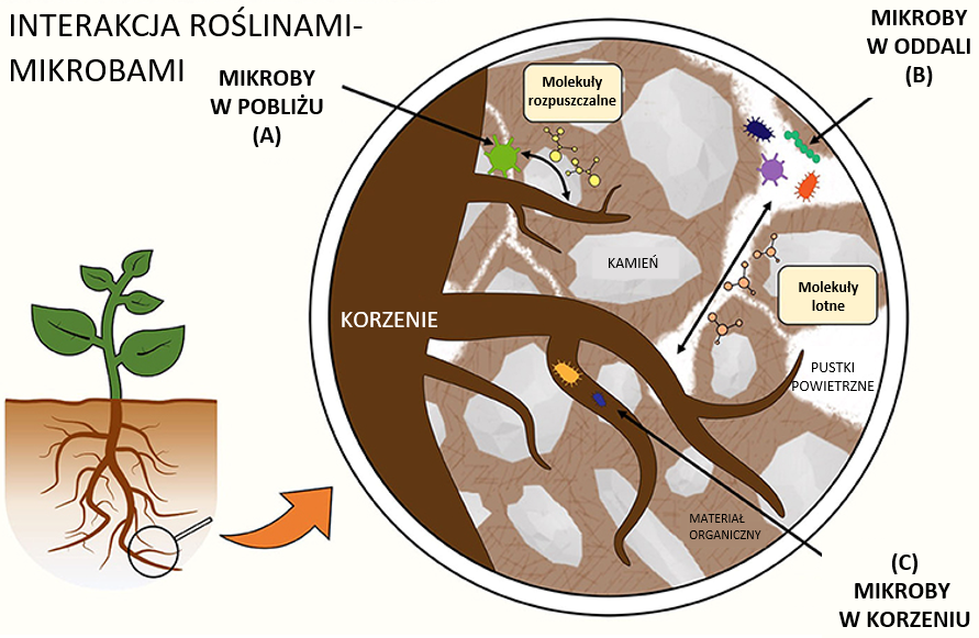 Rycina 1: Interakcje między roślinami a mikrobami w ryzosferze.