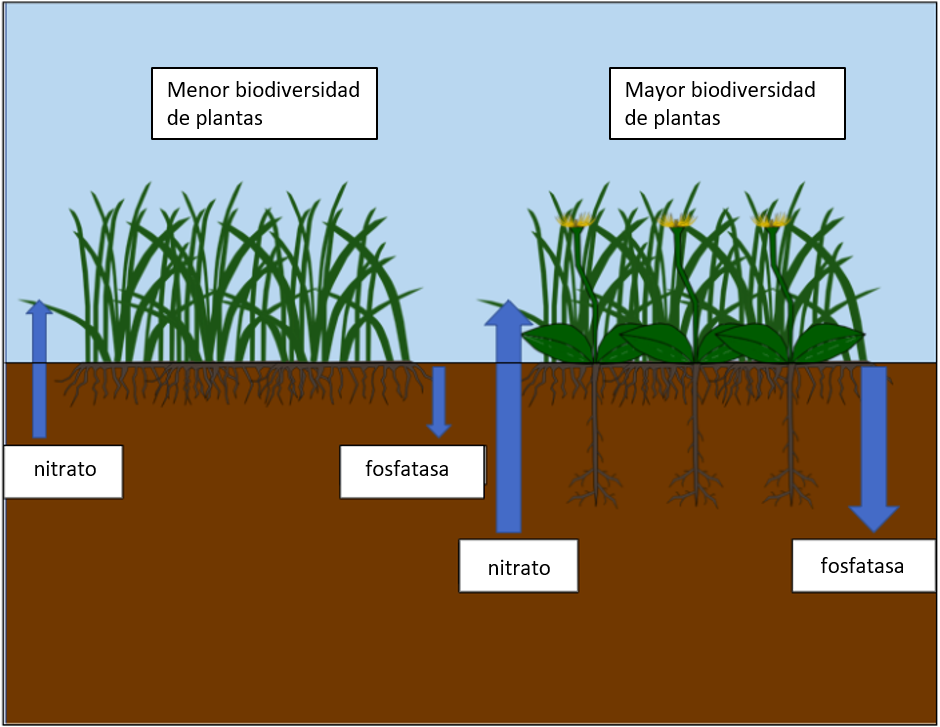 Figura 1: La complementariedad entre los sistemas de raíces en los sistemas de suelo bajo una mayor biodiversidad conduce a un reciclaje de nutrientes más eficiente.
