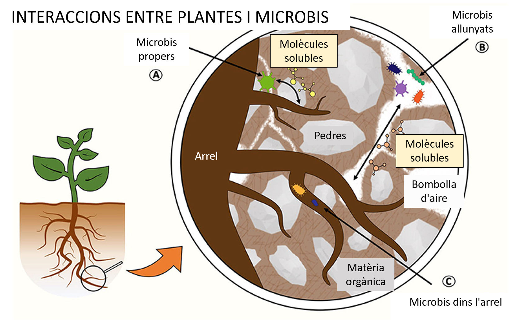 Figura 1: Les petites criatures que habiten al sòl.