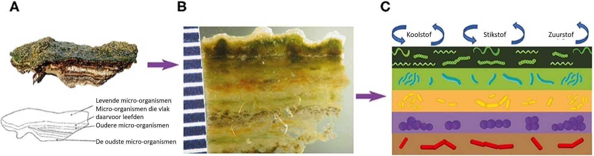 FIGUUR 2: Zoom in op de bovenste centimeter van een microbiële mat.