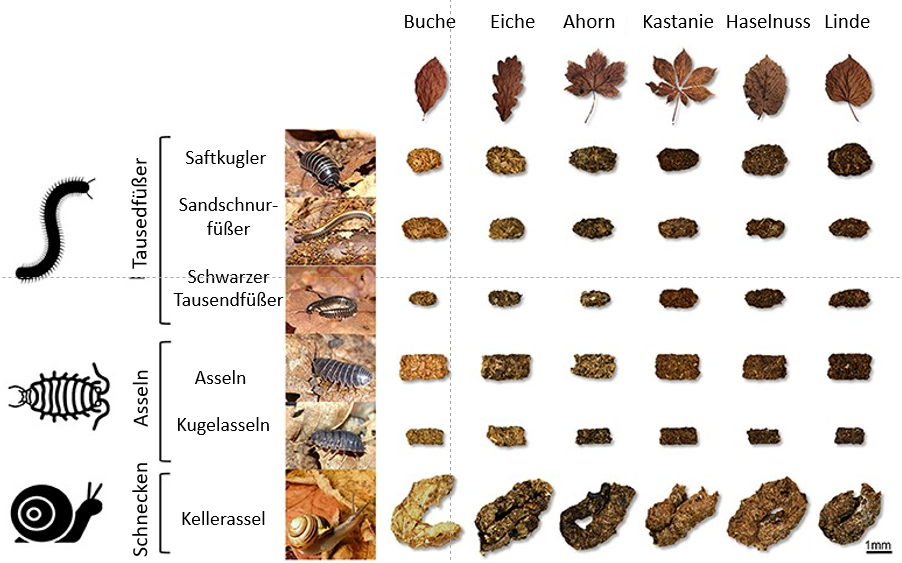 Abbildung 2: Fäkalien, die von sechs verschiedenen Bodentieren gesammelt wurden, die auf sechs verschiedenen Arten von toten Blättern gefressen hatten.
