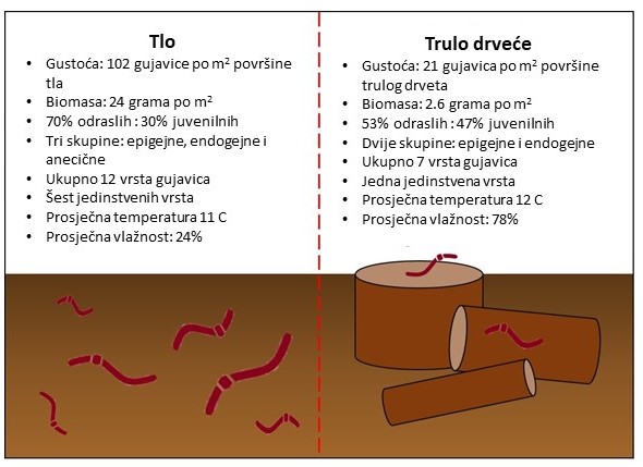 Slika 3: Sažetak rezultata istraživanja gujavica u tlu i trulom drveću u hrastovim šumama.