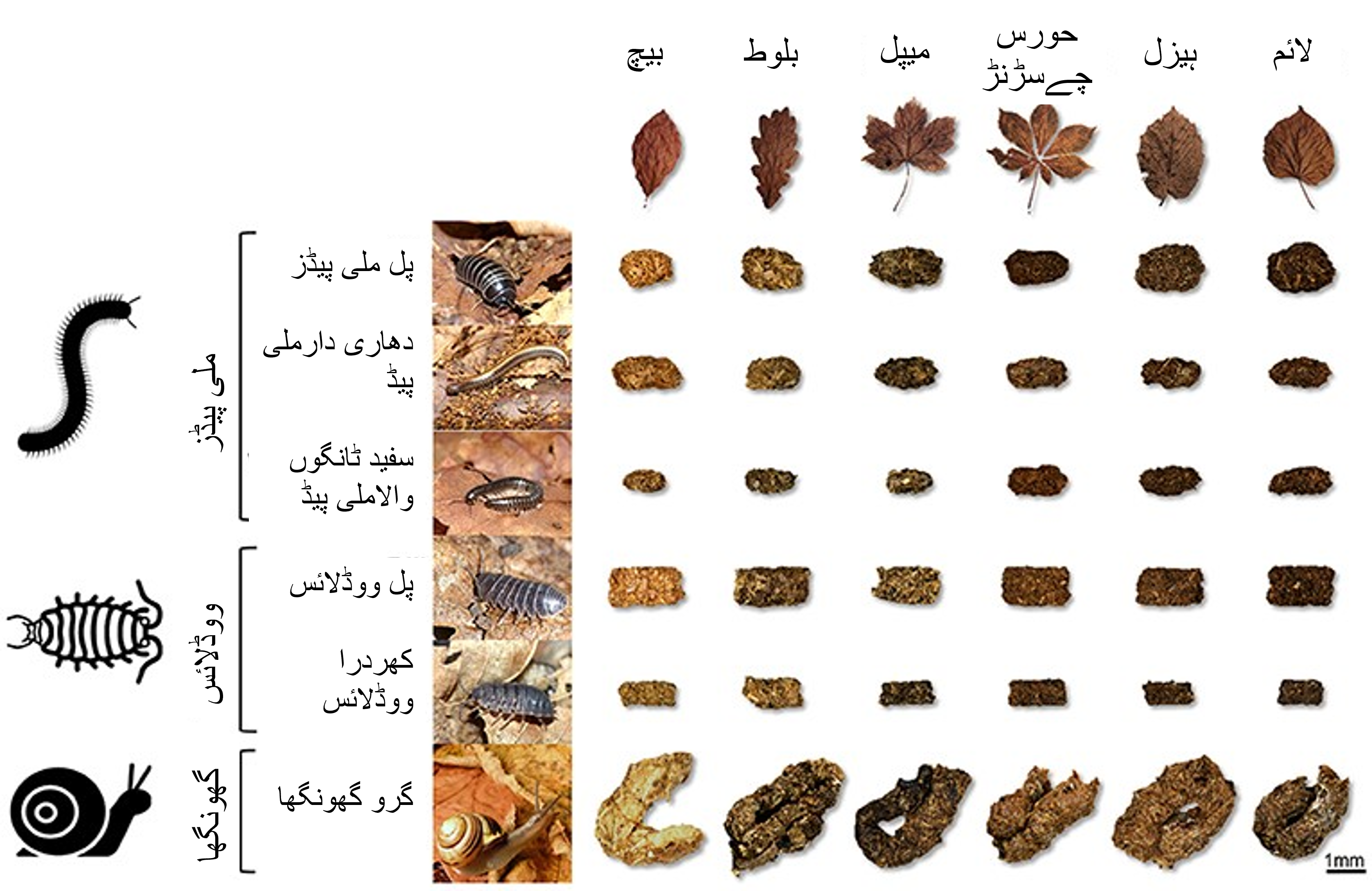شکل نمبر 2  : زمینی بغیر ریڑھ کی ہڈی والے جاندار: کیچوے، زمینی کیڑے اور جست دمہ کی نو اقسام کے درمیان ظاہری خواص کا فرق.
