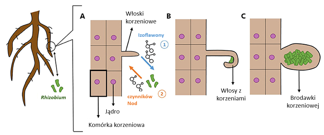Rycina 2: Skutki odziaływań między roślinami a Rhizobium na strukturę korzenia.