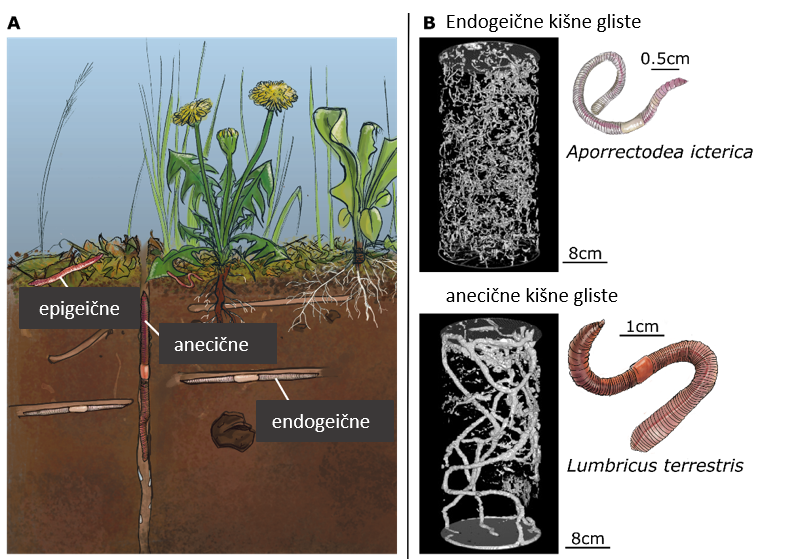 Silka 1: (A) Tri glavne grupe kišnih glista, epigeične, anecične i endogeične. Ilustracije: vvv.lesbullesdemo.fr. (B) Rentgenska 3D rekonstrukcija sistema hodnika endogeične vrste zvane sivi crv (Aporrectodea icterica) i jedne anecične vrste koja se