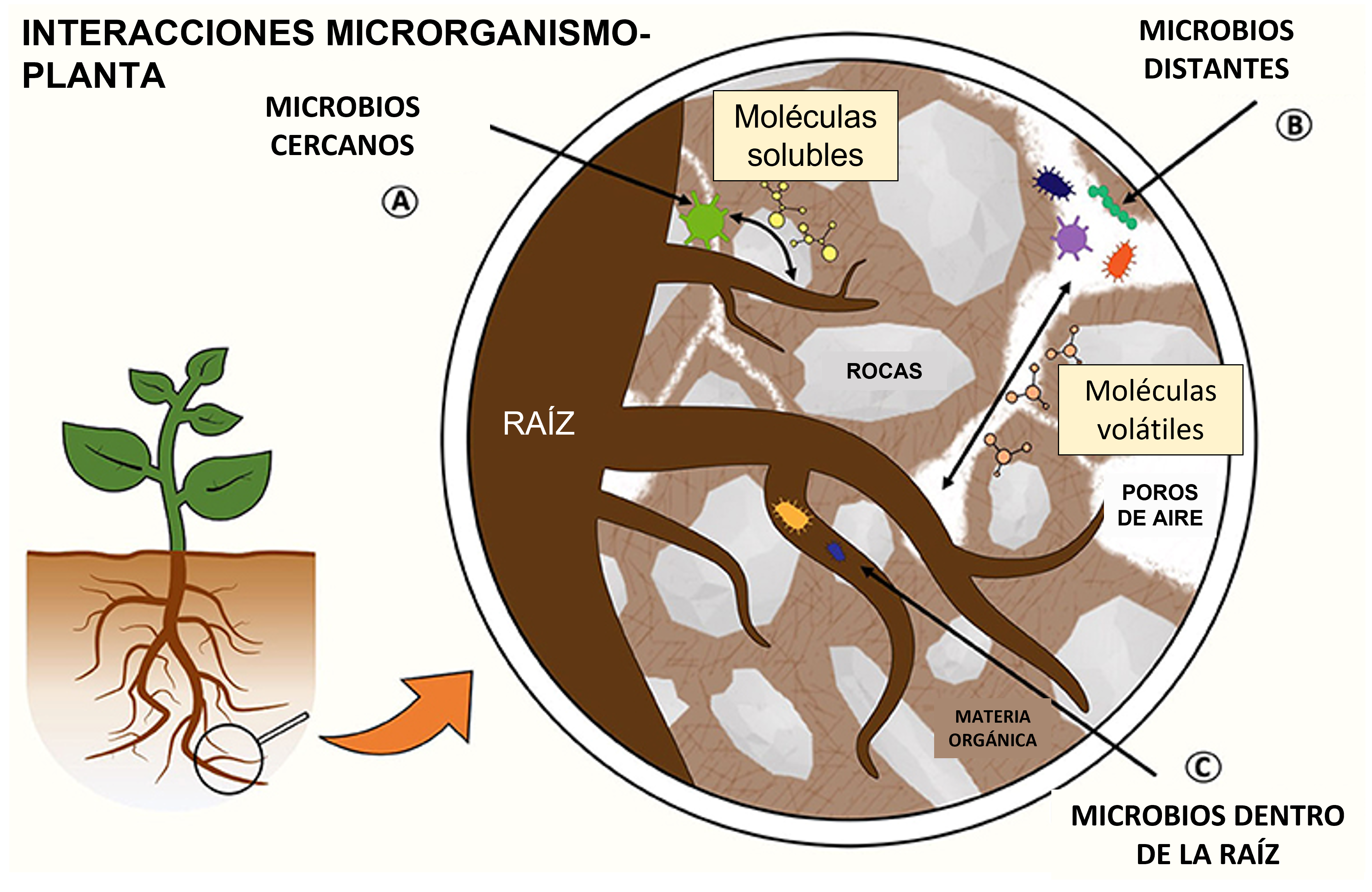 Figura 1: Interacciones planta- microbio en la rizosfera.
