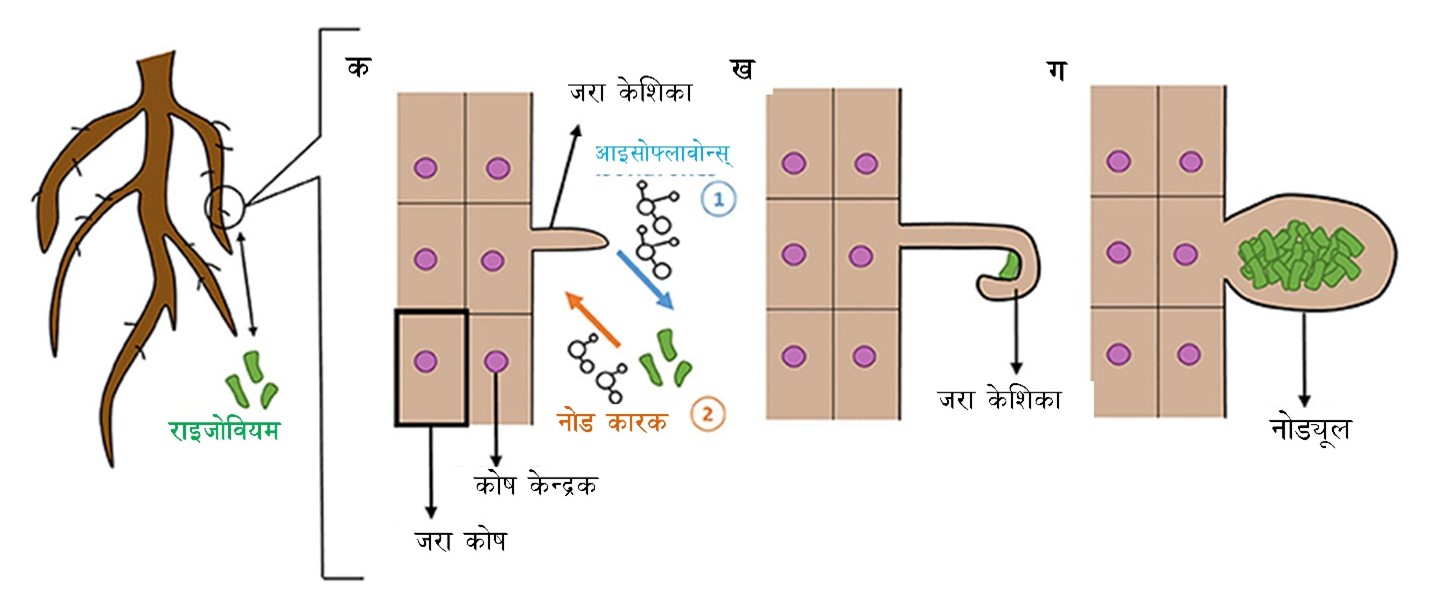 चित्र २: तीनवटा समूहहरू: गँड्यौला, ग्राउन्ड बीटल र स्प्रिङटेलहरुमा पर्ने हाड नभएका (इन्भर्टेब्र??