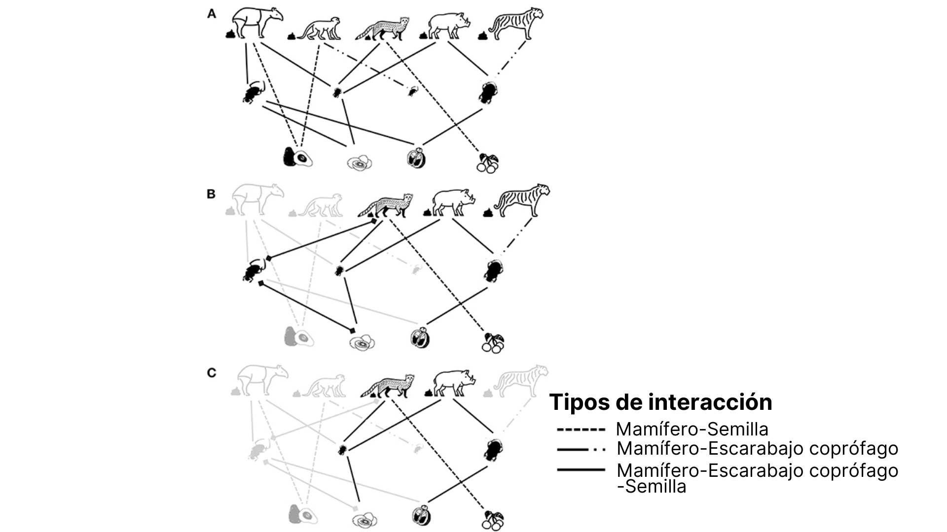 Figura 3: Interacciones simplificadas entre mamíferos, escarabajos coprófagos y semillas en (A) un ecosistema no perturbado, (B) un ecosistema moderadamente degradado, y (C) un ecosistema muy degradado o fragmentado.
