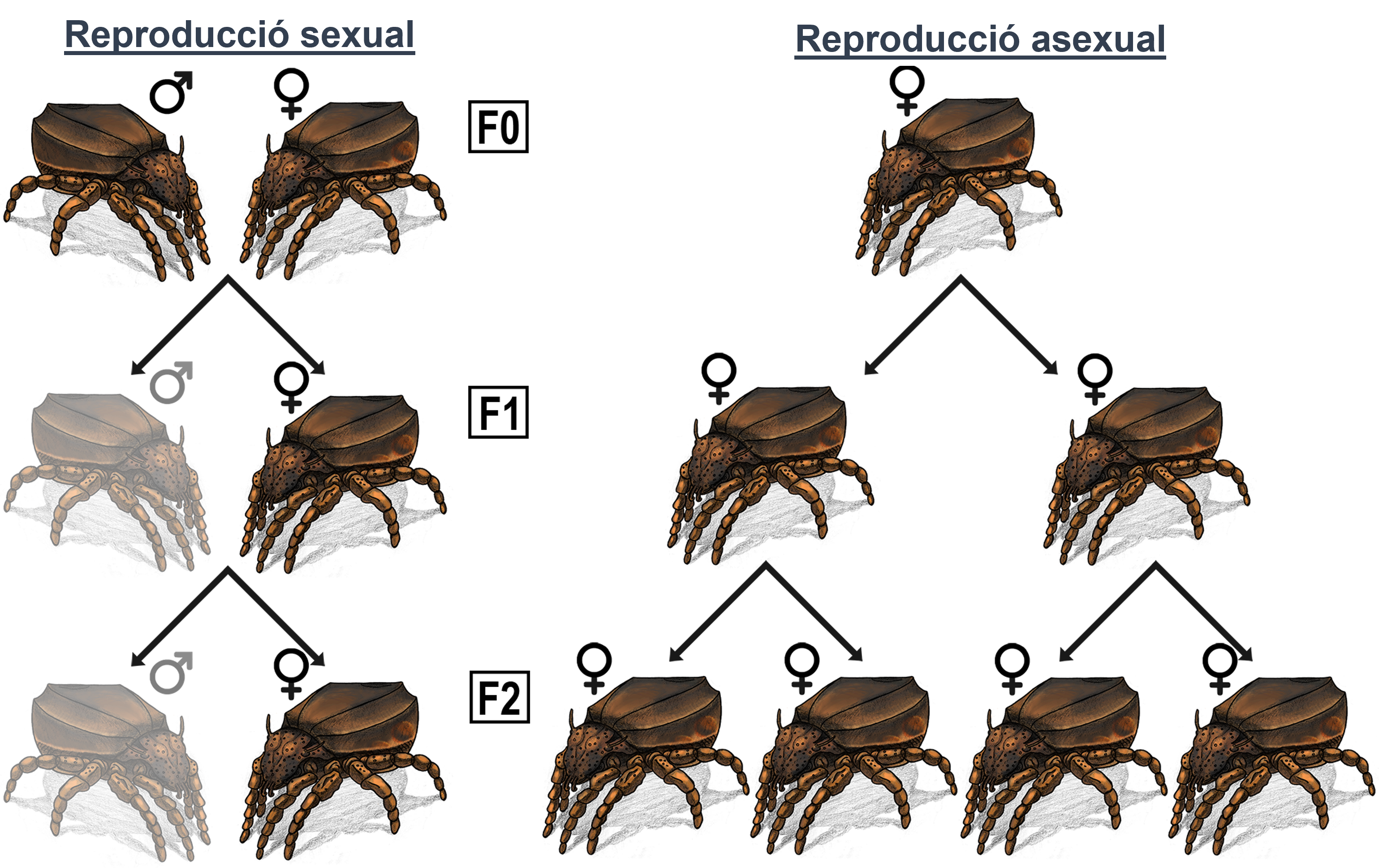 Figura 2: La distribució de les defenses químiques sobre un sistema radicular, i com això afecta els herbívors subterranis.
