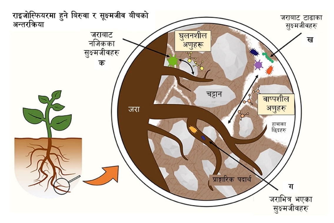चित्र १ - माटोको खाद्य जालमा धेरै प्रकारका जीवाणुहरू पर्दछन्: (१) ब्याक्टेरिया,  (२) ढुसी , (३) अर्बुस्