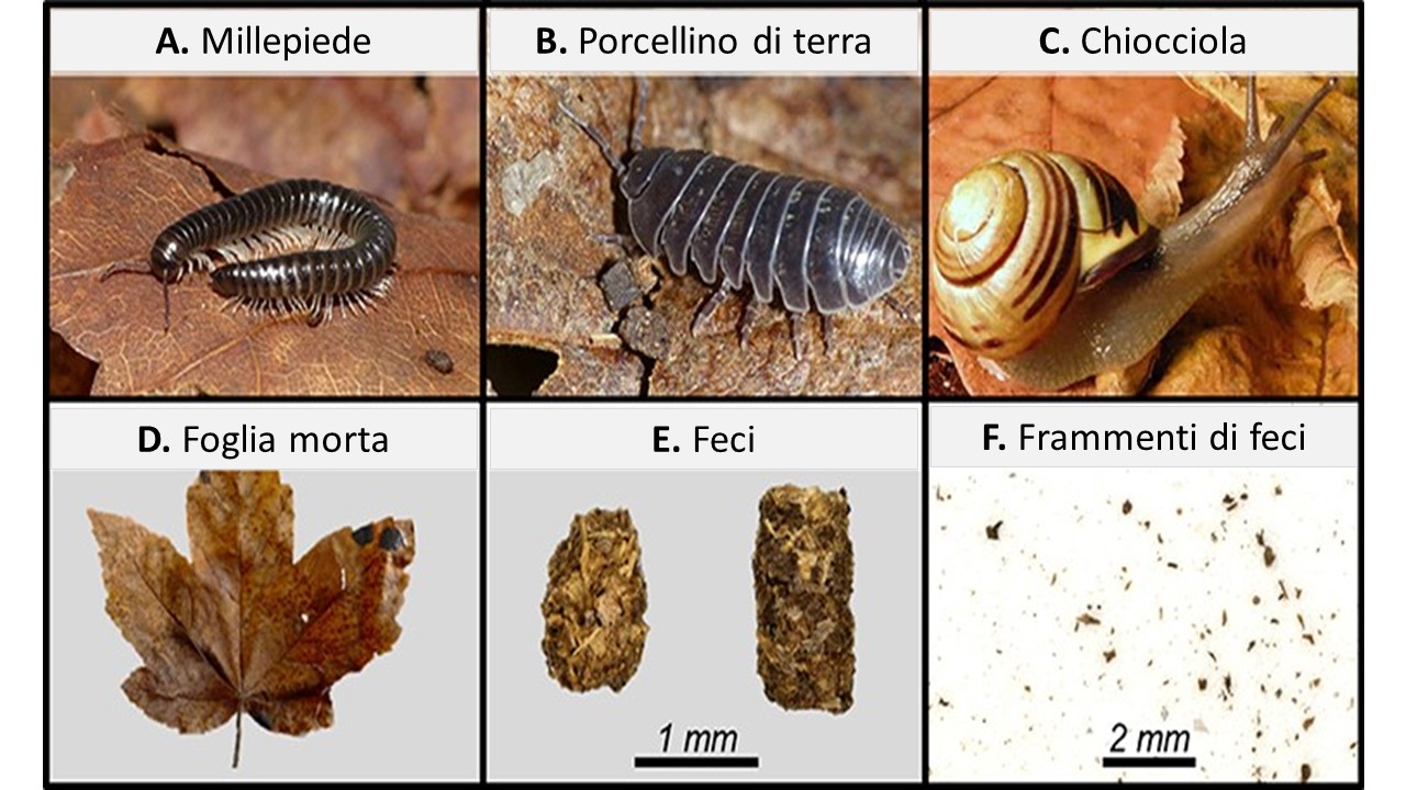 Figura 1: (A–C) Esempi di animali del suolo che si nutrono di foglie morte e le trasformano in escrementi. (D) Esempio di foglie morte di cui questi animali possono nutrirsi. (E) Esempi di escrementi prodotti dagli animali che mangiano foglie morte. (F)
