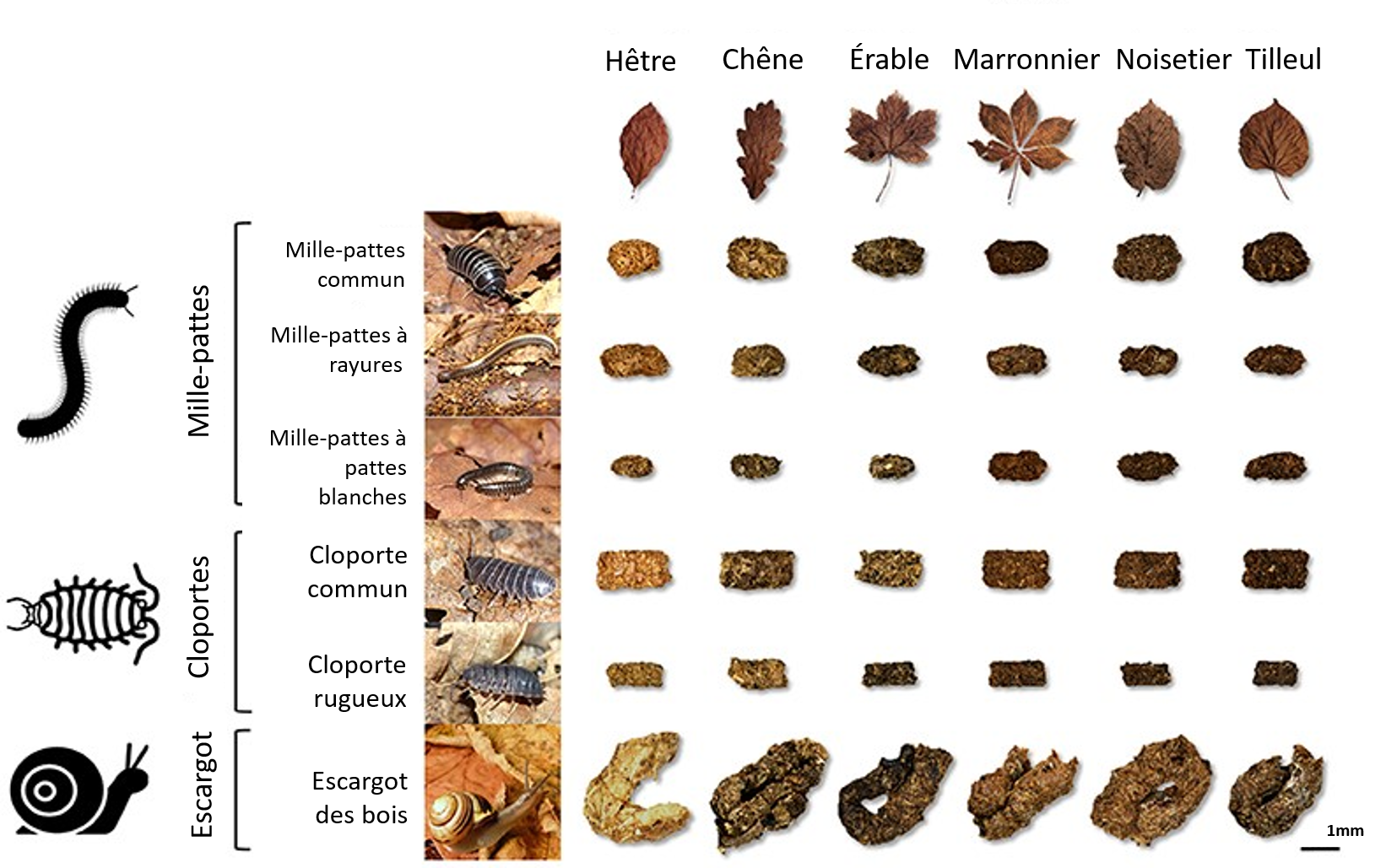 Figure 2 : Excréments récupérés et produits par six animaux du sol différents se nourrissant de six types de feuilles mortes distincts.