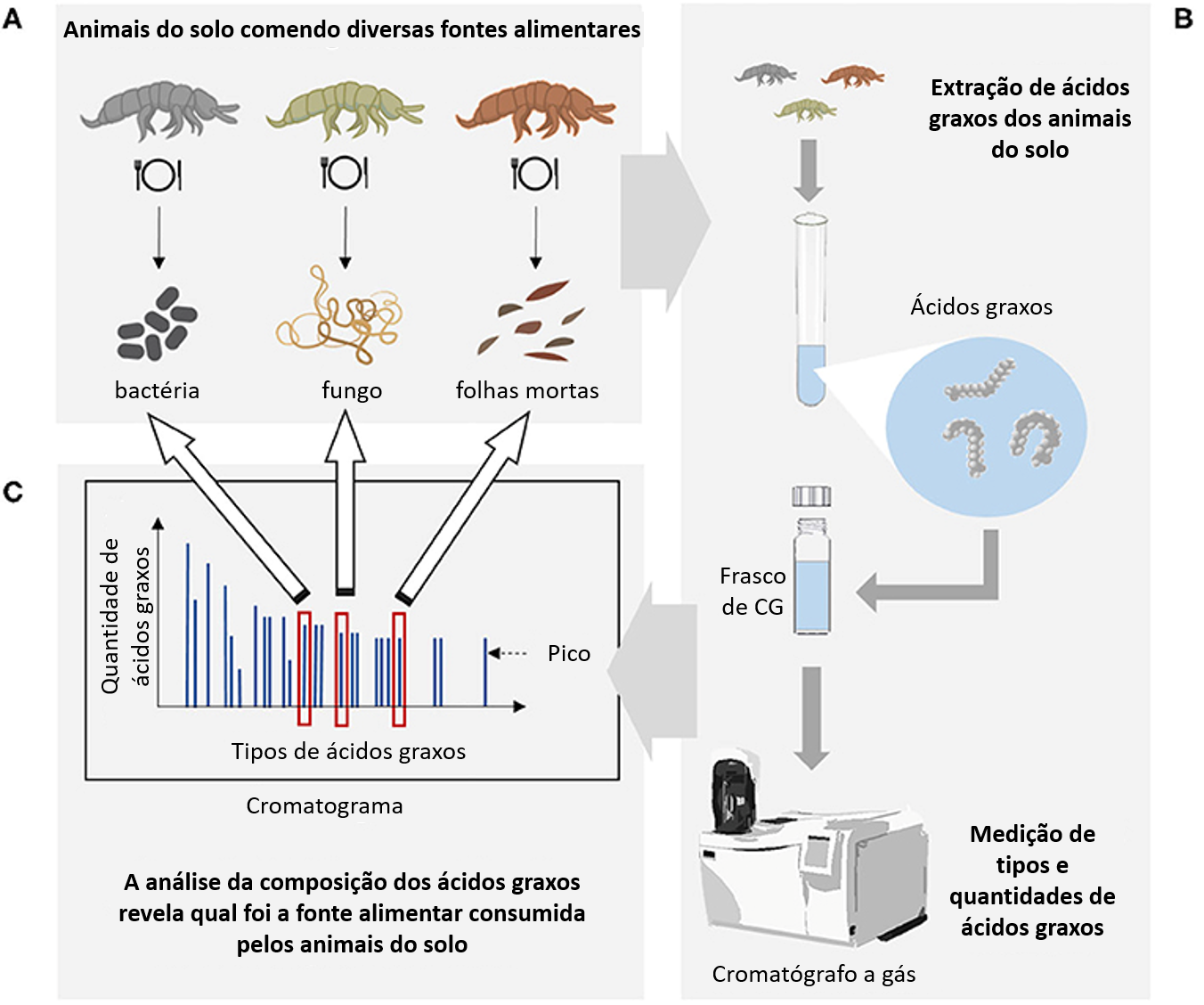 Figura 2: Os efeitos das interações entre planta-Rhizobium na estrutura da raiz.
