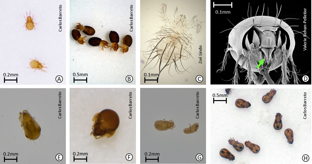 Figura 1: Exemplos de ácaros oribatídeos, com seus nomes científicos.