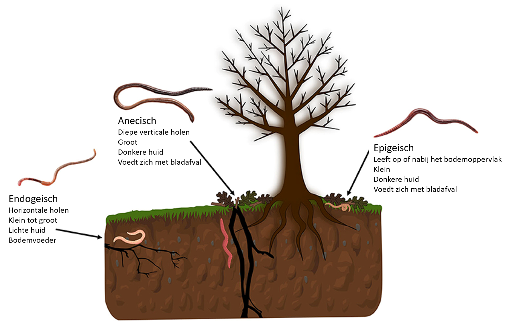 Figuur 1: Er zijn drie hoofdtypen regenwormen, ook wel ecotypes genoemd: endogeïsche, aneciesch en epigeïsche.