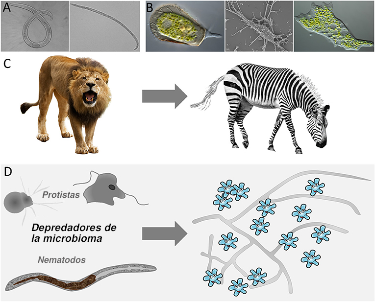 Figura 1: Una imagen de como los nematodos (A) y protistas (B) se ven bajo el microscopio. Similar a los leones (C), que son reconocidos depredadores de los ecosistemas de sabana, los depredadores de la microbioma (D) desempeñan funciones esenciales en l