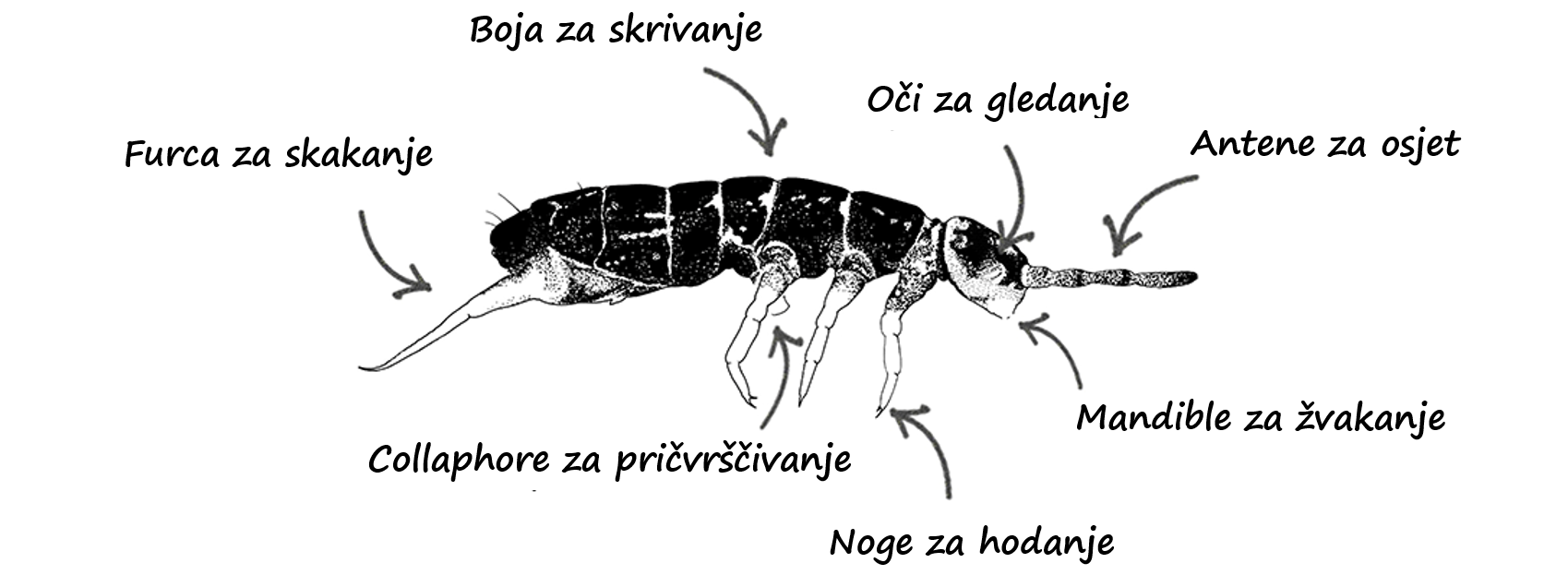 Slika 3 : Ekosustavi rastu i mijenjaju se tijekom vremena.