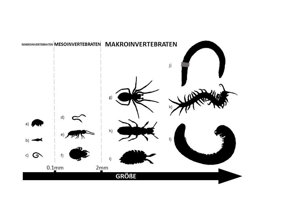 Abbildung 1: Zwei wichtige Wirtspflanzen, die für die Kohlhernie anfällig sind: Ackerschmalwand und Raps. Die Abbildung wurde mit BioRender erstellt.