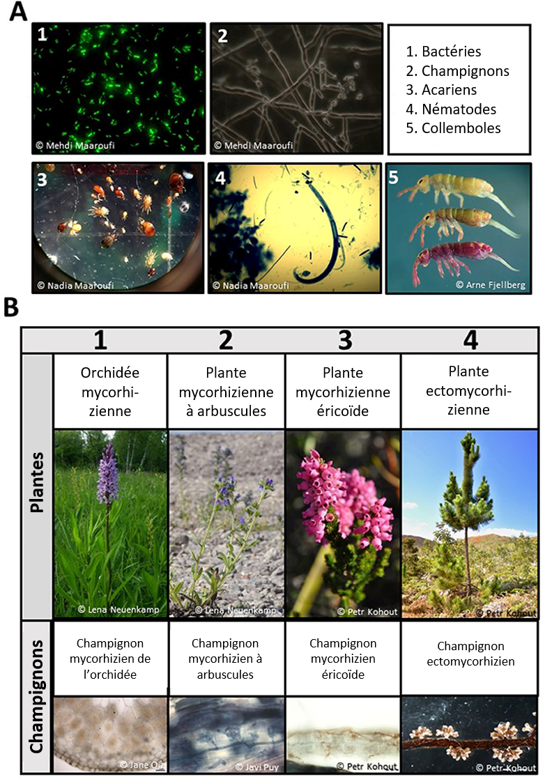 Figure 1 : Les petites créatures qui peuplent le sol.