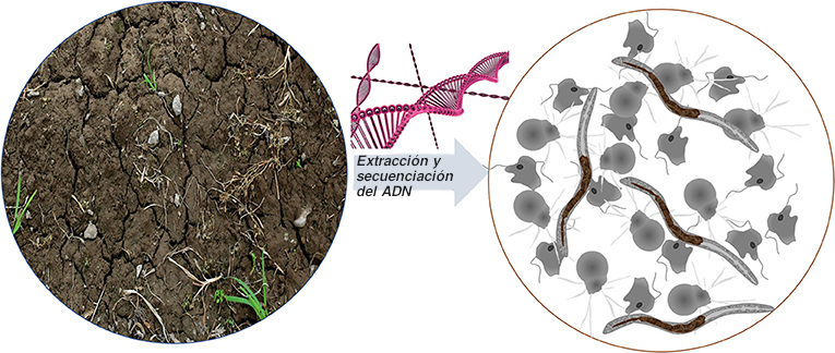 Figura 3: Además de estar bien escondidos en el suelo, los depredadores de la microbioma son demasiado pequeños para ser vistos a simple vista. Los científicos suelen estudiar estos organismo extrayendo el ADN de los suelos y secuenciando este ADN para