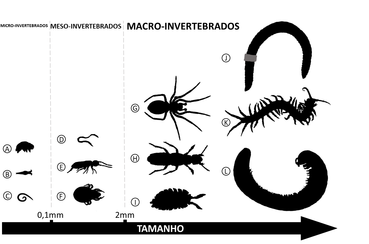 Figura 1: Exemplos de invertebrados de solo de diferentes tamanhos.