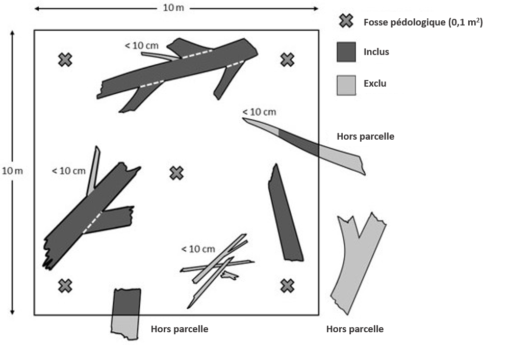 Figure 2 : Échantillonnage de vers de terre sur une parcelle de forêt de chênes.