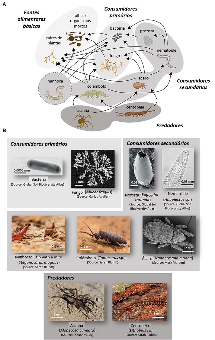 Figura 1: Interações entre plantas e microrganismos na rizosfera.