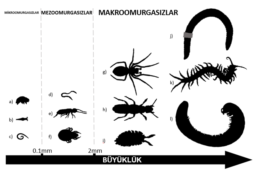 Şekil 1: Farklı büyüklükteki toprak omurgasızı örnekleri.